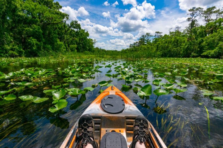 Campgrounds in Ocala National Forest