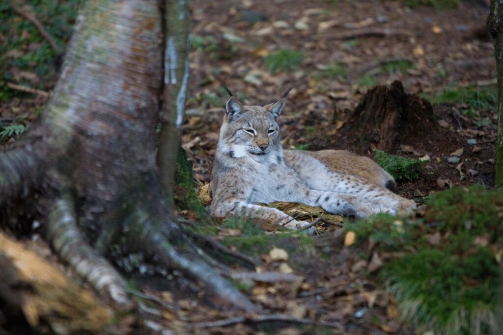 Canadian Lynx Superior National Forest