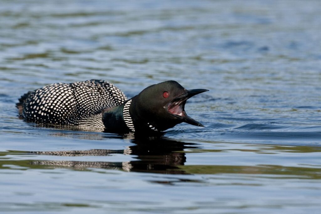 12 Animals in Acadia National Park Seen on Our Hikes! Wildlife in Acadia National Park