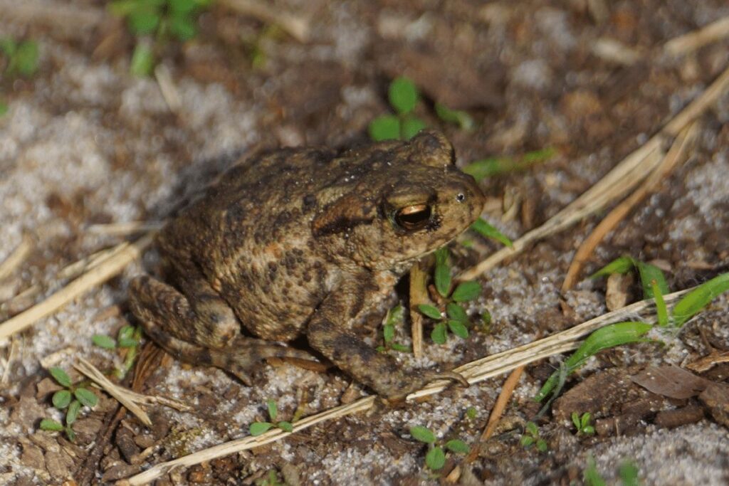 Common Toads animals in hibernation