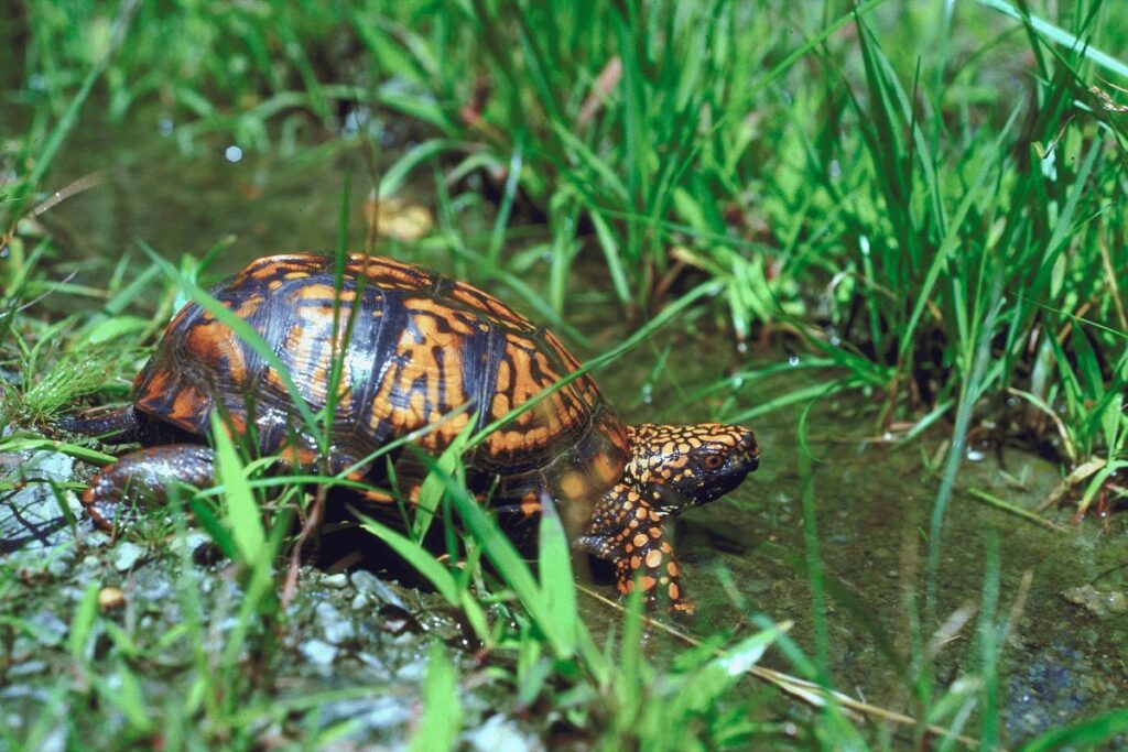 Eastern Box Turtle National Forest trails