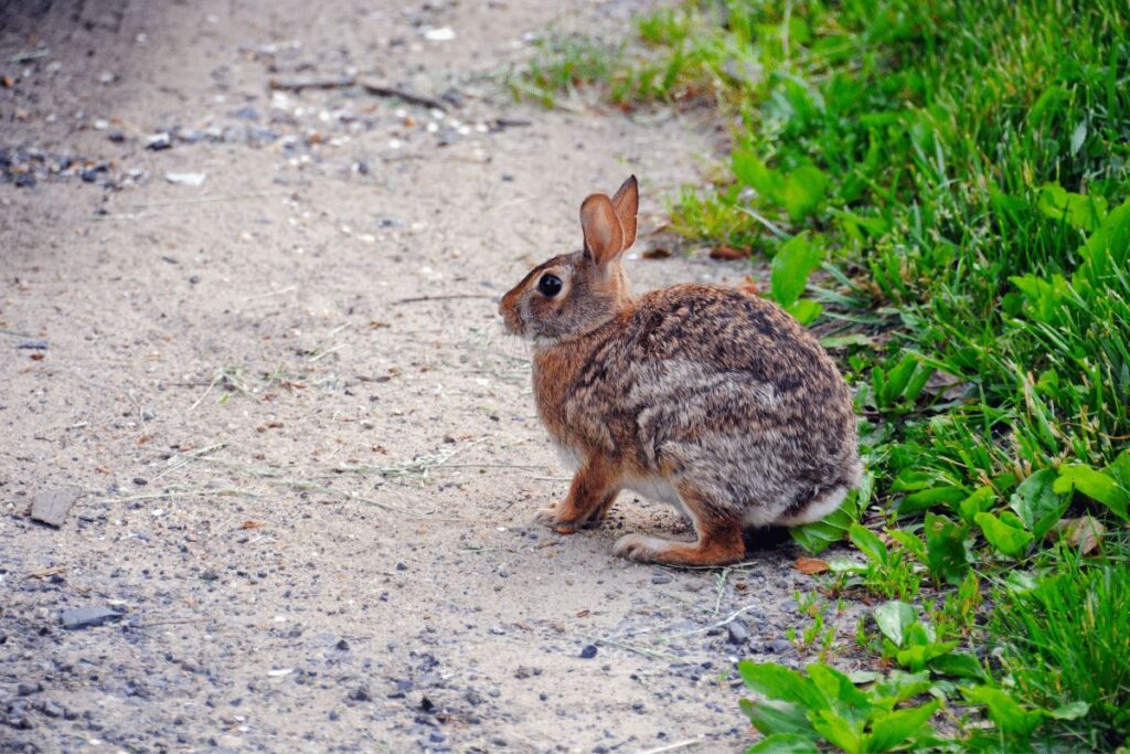 Eastern Cottontail Rabbit National Forest trails