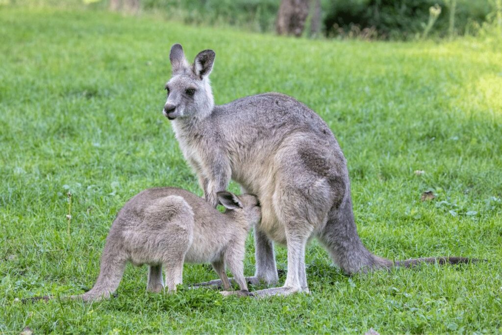 Eastern Grey Kangaroos Great Otway National Park and Great Ocean Road