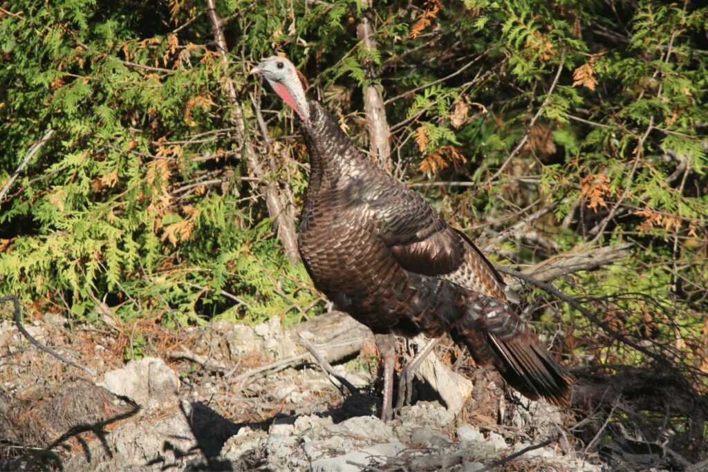 Eastern Wild Turkey National Forest trails