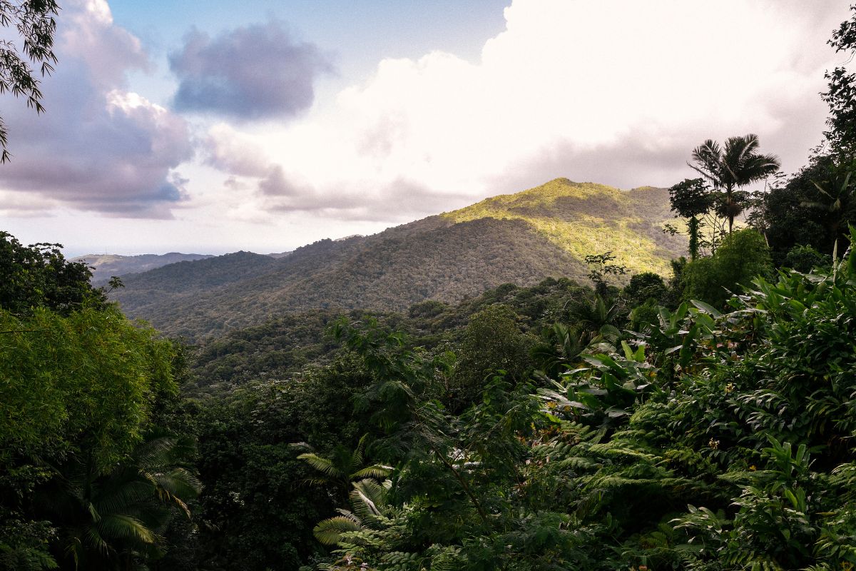 El Yunque National Forest, Puerto Rico: Wildlife And Trails!