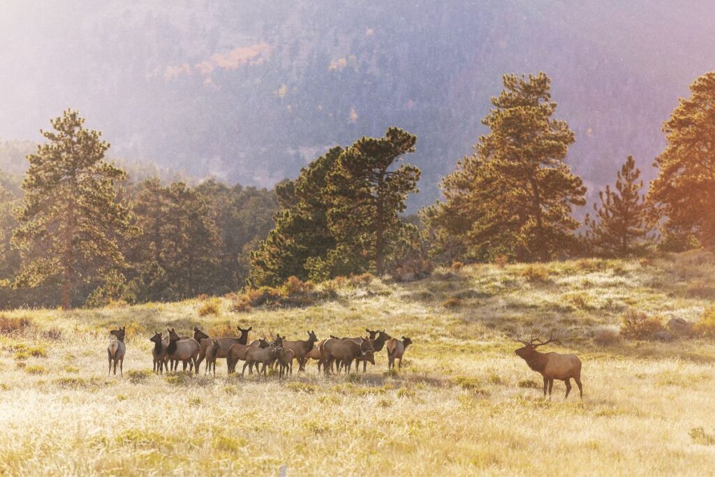 Elk Caribou Targhee National Forest animals