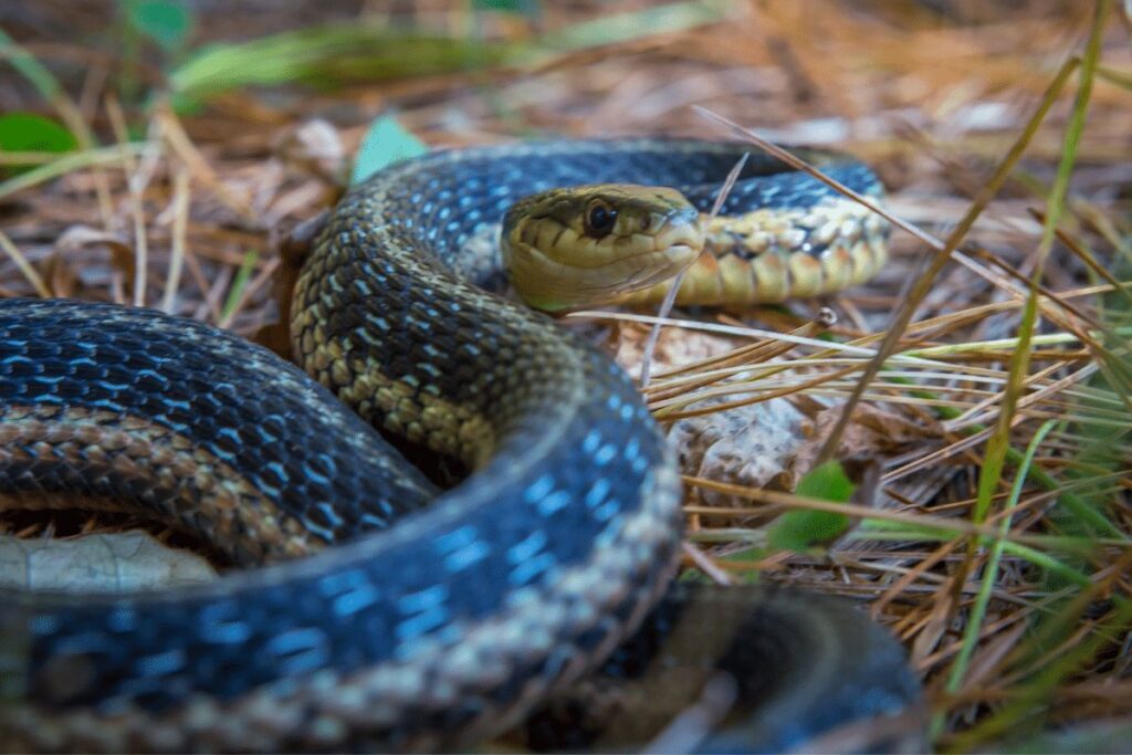 Garter Snakes animals in hibernation