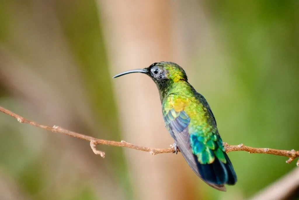 Green Throated Carib Hummingbird El Yunque National Forest