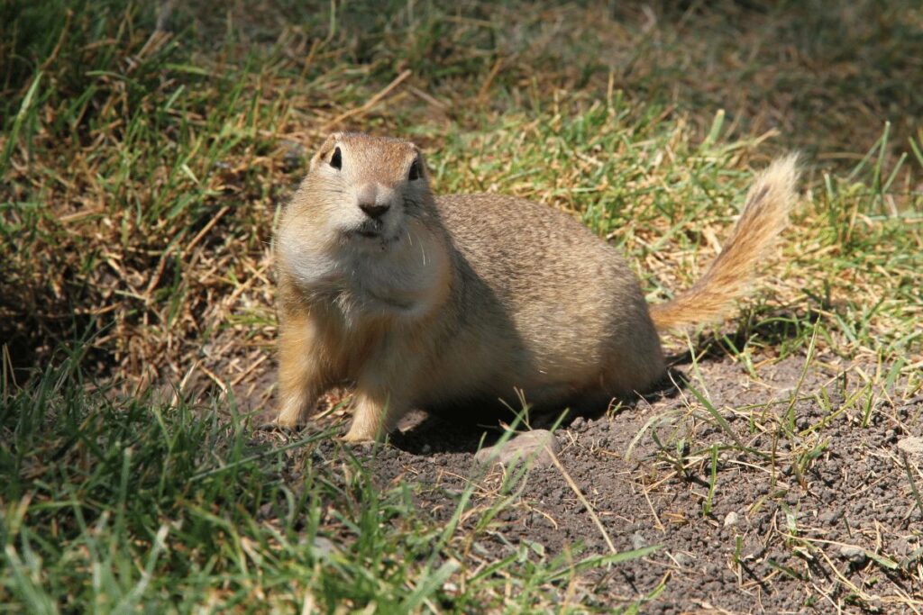 Ground Squirrels animals in hibernation