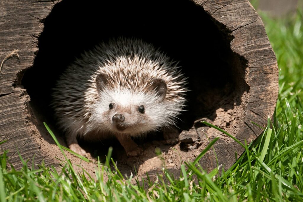 Hedgehogs animals in hibernation