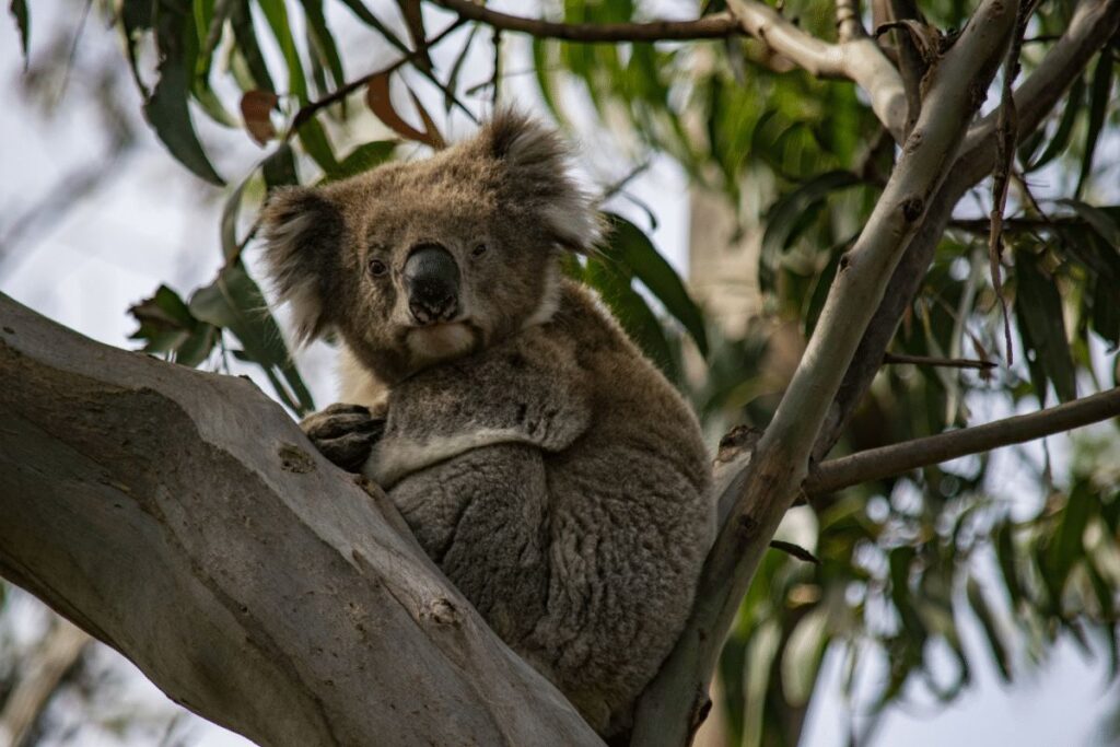 Koalas Great Otway National Park and Great Ocean Road