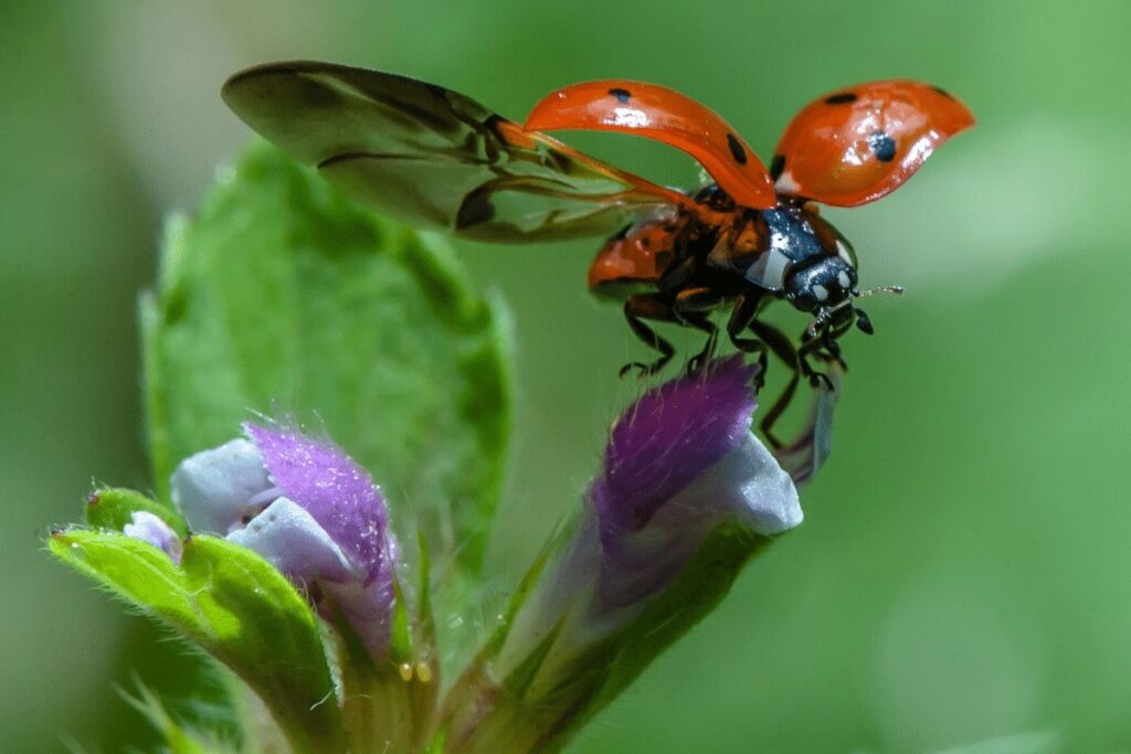 Ladybugs animals in hibernation