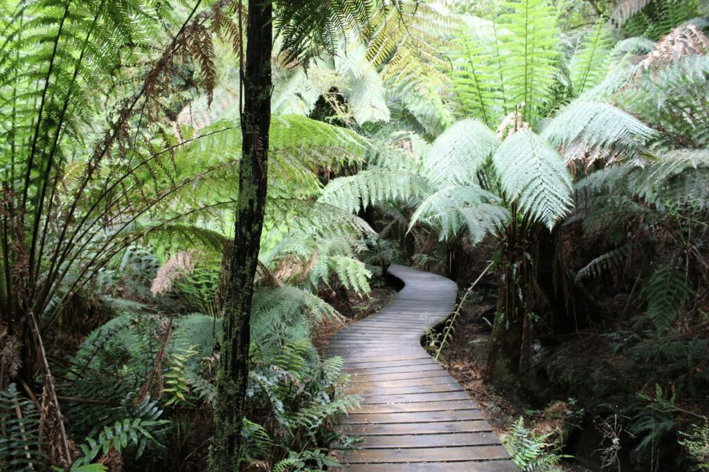 Maits Rest Rainforest Walk Great Otway National Park and Great Ocean Road