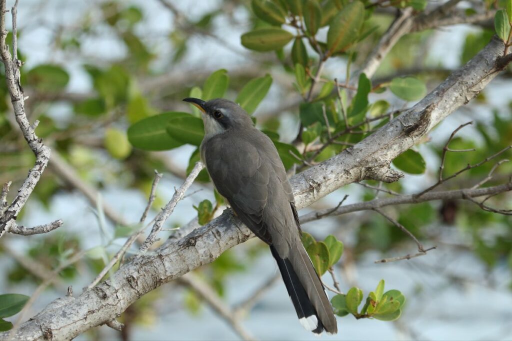 Mangrove Cuckoo El Yunque National Forest