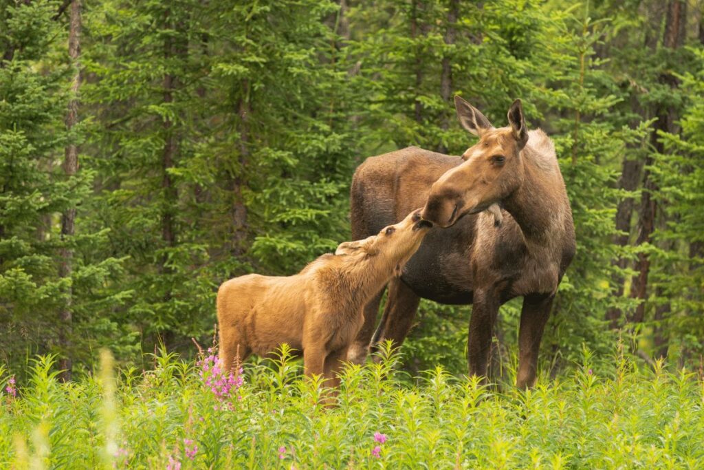 Moose Caribou Targhee National Forest animals