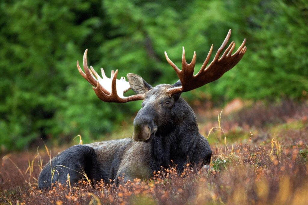 Moose Superior National Forest