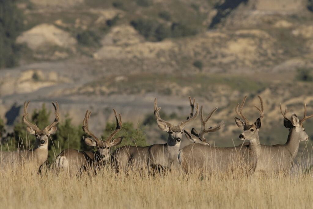 Mule Deer Caribou Targhee National Forest animals