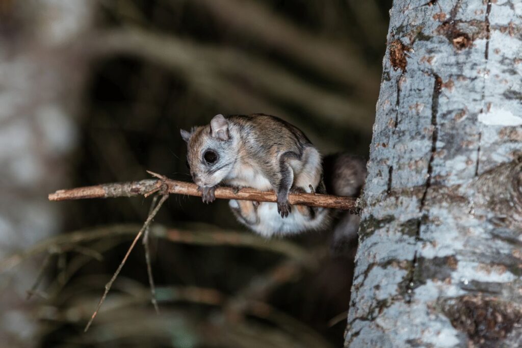 Northern Flying Squirrel National Forest trails