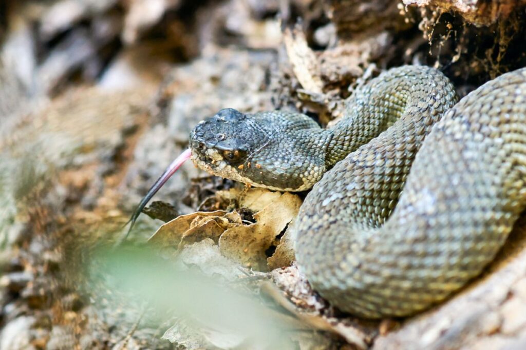14 Animals in Mendocino National Forest Seen On Our Hikes! (Photos and Tips Included) Northern Pacific Rattlesnakes
