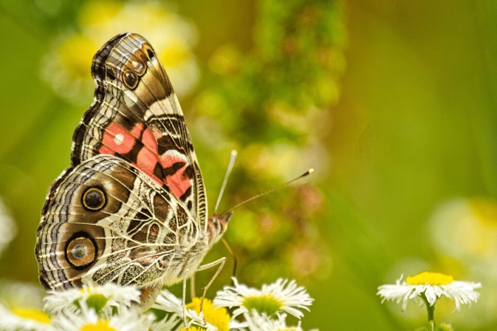 Painted Lady Butterflies animals in hibernation