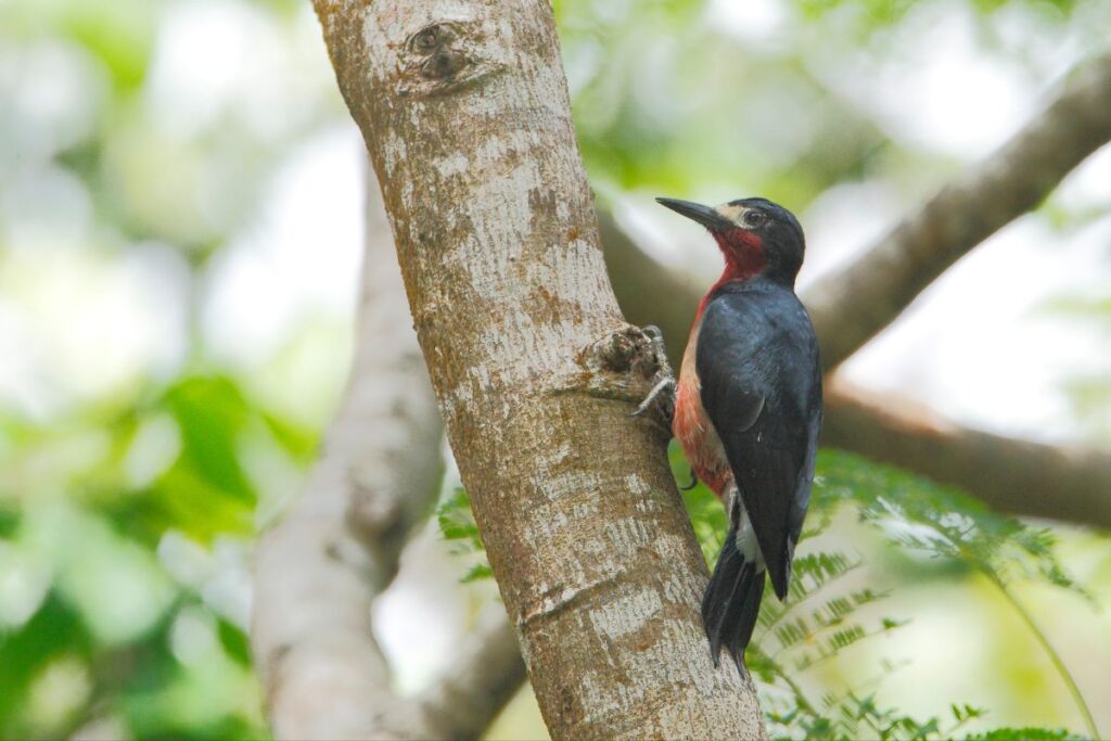 Puerto Rican Woodpecker El Yunque National Forest
