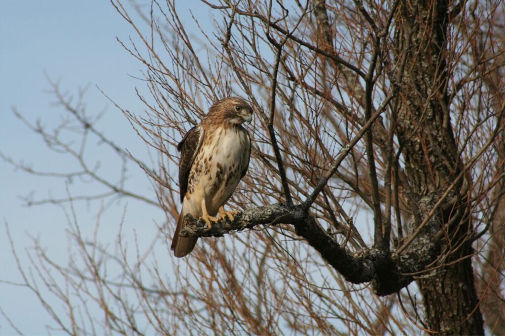 17 Bryce Canyon Animals Seen On Our Hikes! Red tailed Hawk National Forest trails