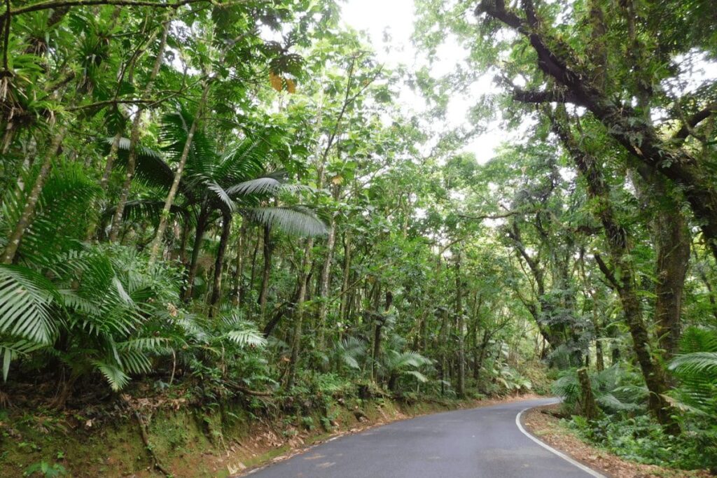 Road 191 El Yunque National Forest
