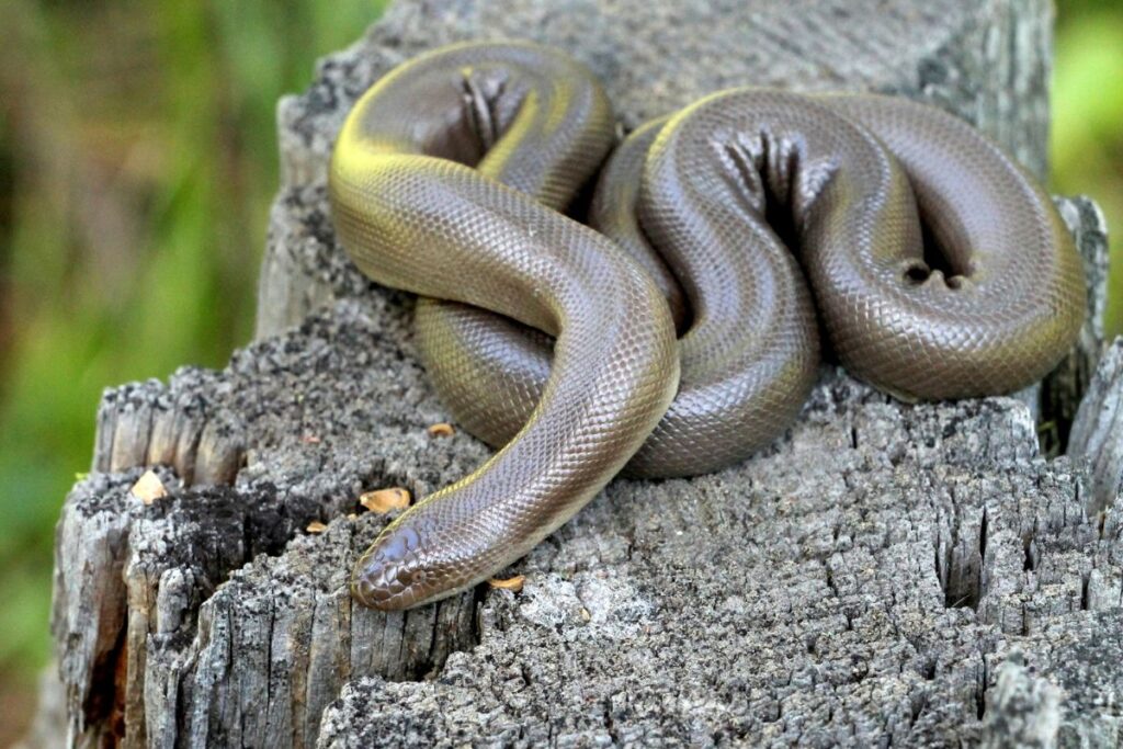 FACTS ABOUT WILDLIFE IN YOSEMITE NATIONAL PARK rubber boa