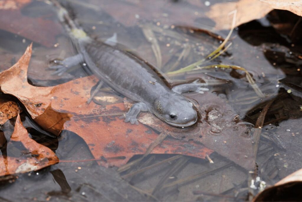 Salamanders National Forest trails