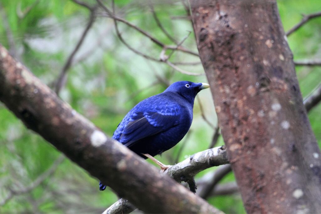 Satin Bowerbird Great Otway National Park and Great Ocean Road