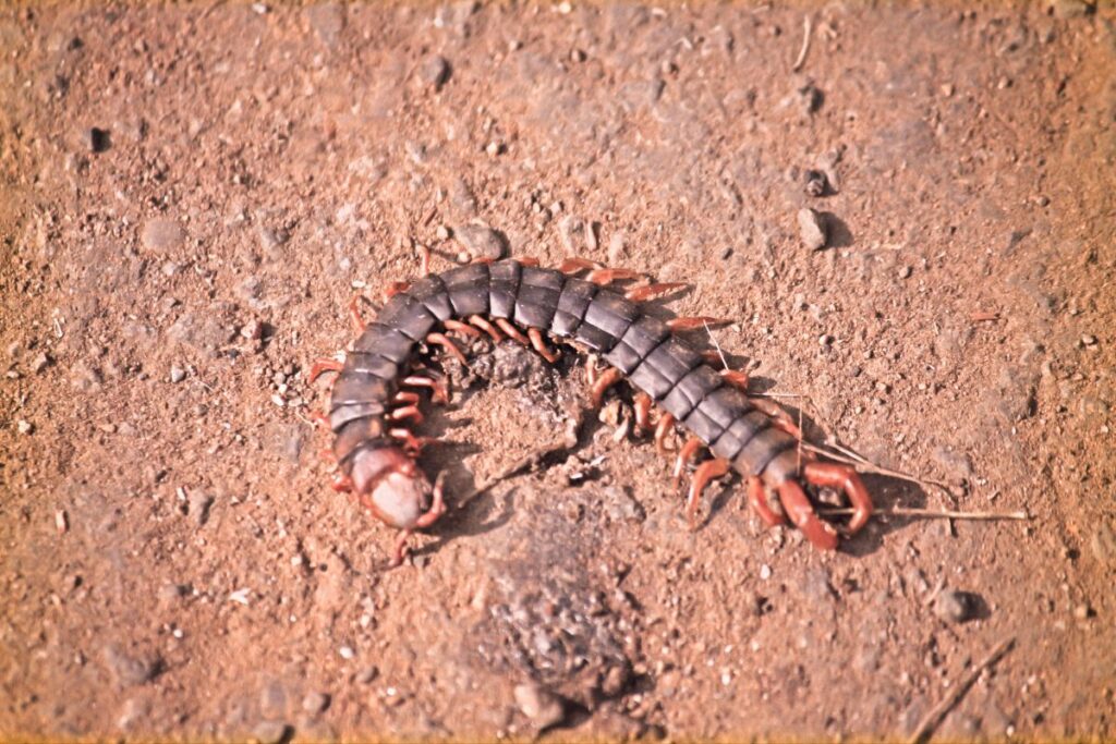Scolopendra alternans El Yunque National Forest