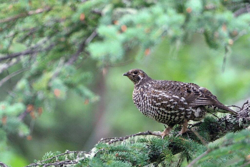 Spruce Grouse Superior National Forest