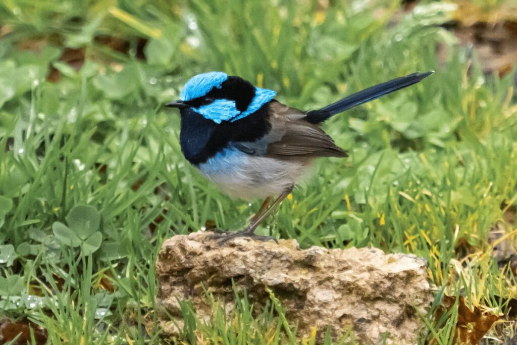 Superb Fairy wren Great Otway National Park and Great Ocean Road