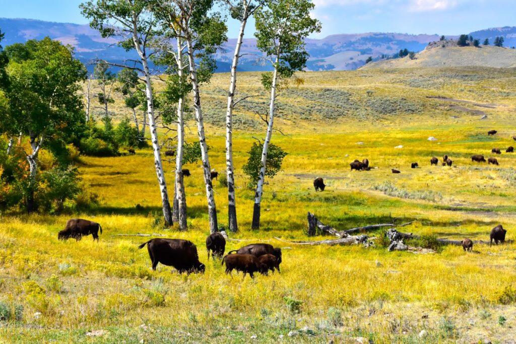 The Lamar Valley Trail Hikes in Yellowstone National Park