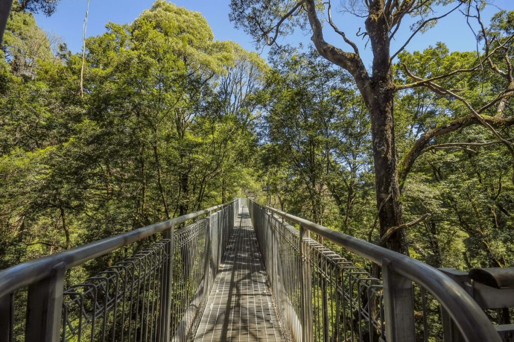 The Otway Fly Treetop Walk Great Otway National Park and Great Ocean Road 1