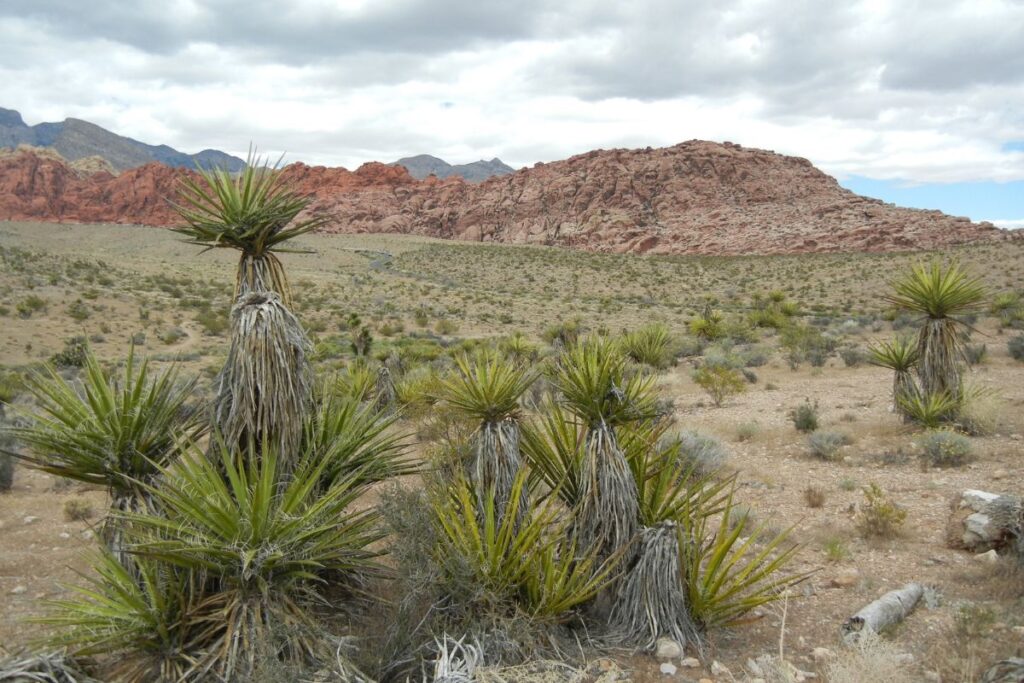 Tour 4 Mojave Desert Viator Day Tours to The Valley of Fire
