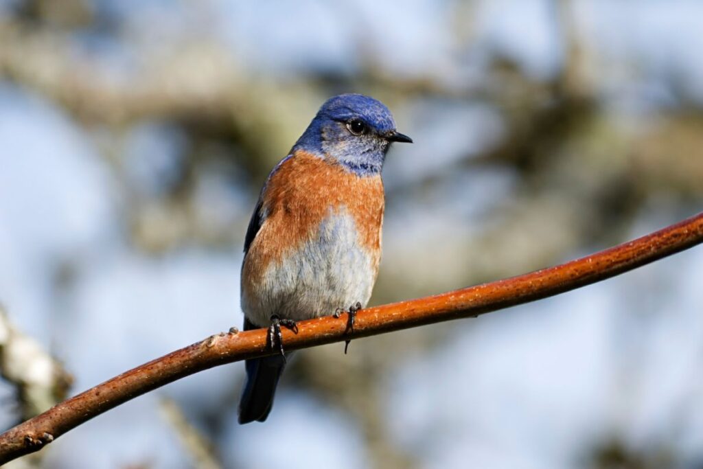 Western Bluebirds