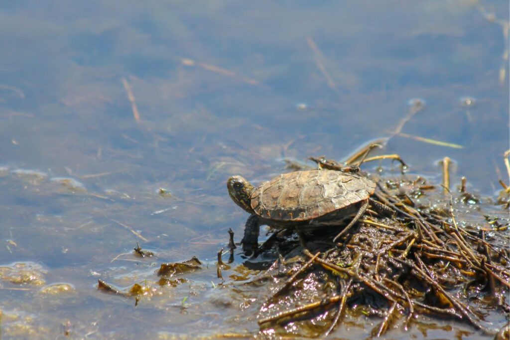 14 Animals In Mendocino National Forest Seen On Our Hikes! (Photos And ...