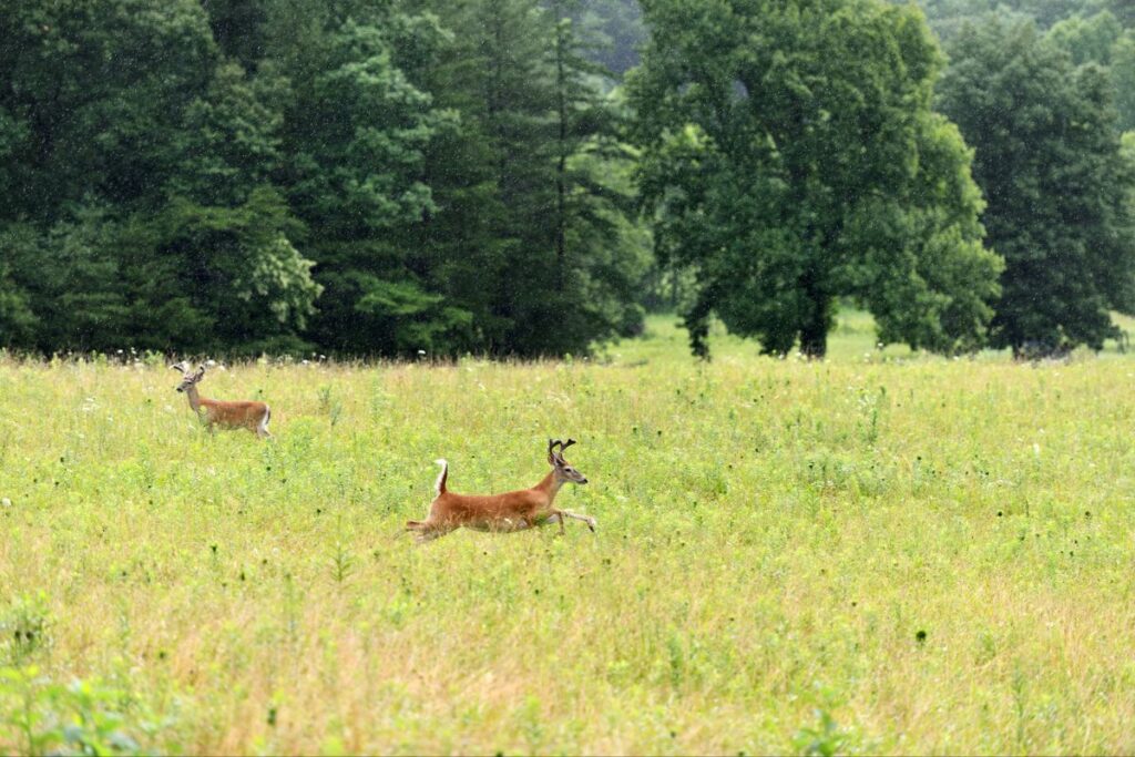 White tailed Deer Cades Cove Campground