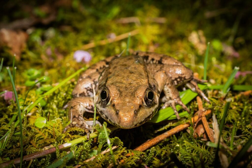 Wood Frogs animals in hibernation