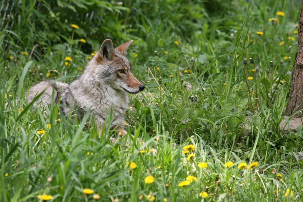 coyotes Cades Cove Campground