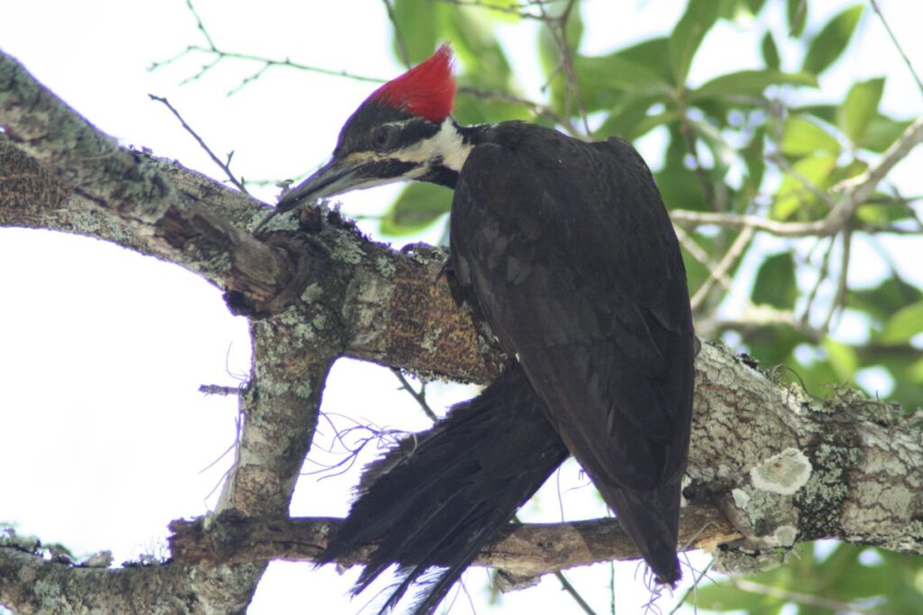 pileated woodpeckers Governor Dodge State Park 1