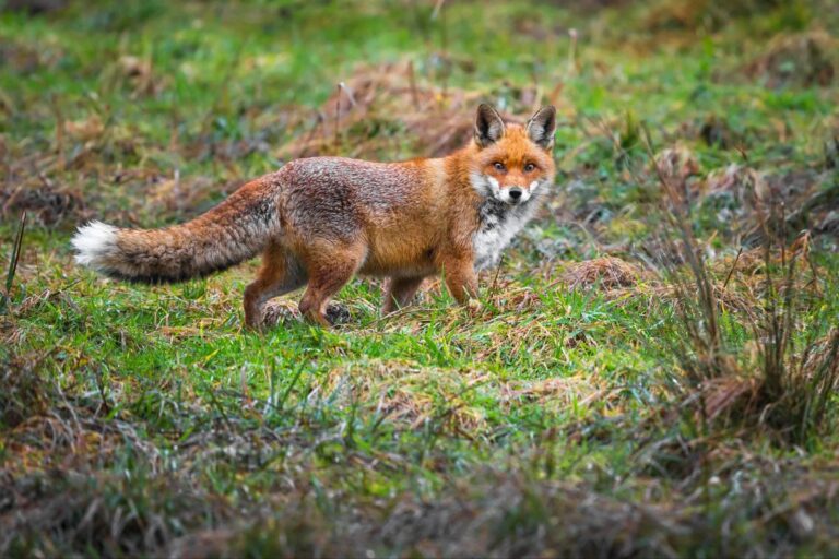red foxes Perrot State Park