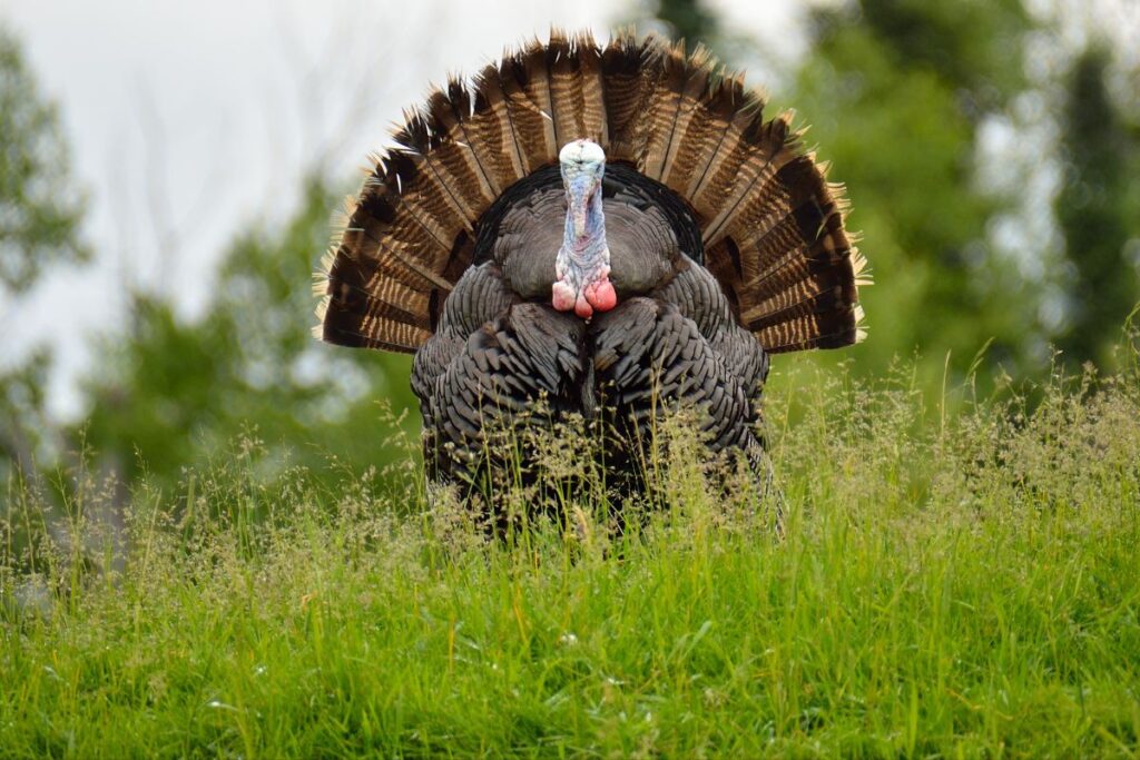 wild turkeys Cades Cove Campground