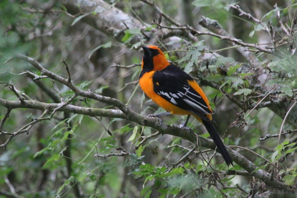 Altamira Oriole Estero Llano Grande State Park