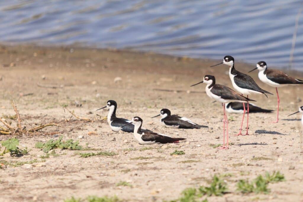 Black-necked Stilt