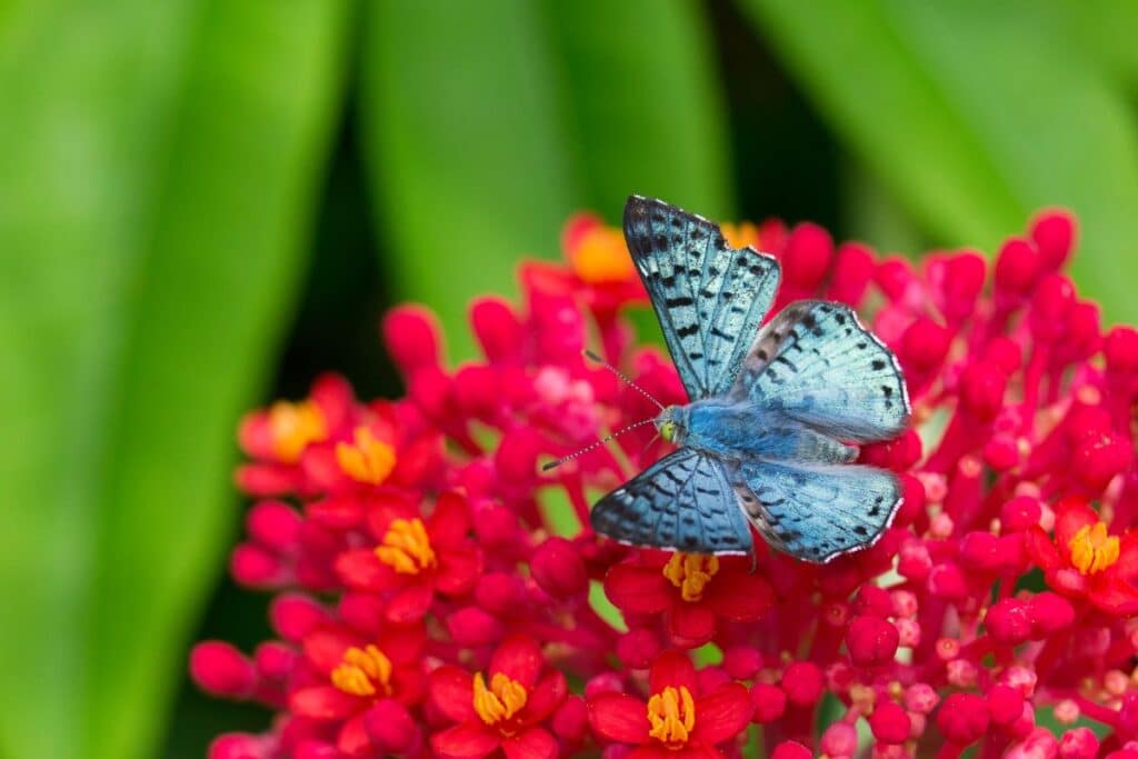 Blue Metalmark Estero Llano Grande State Park