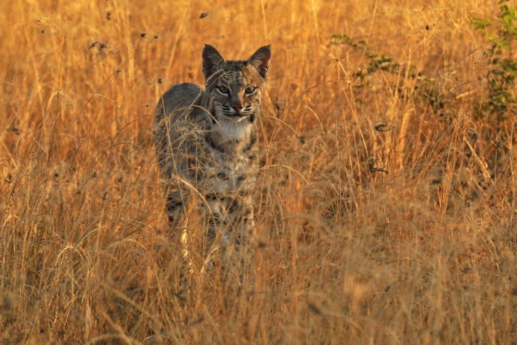 Bobcat Estero Llano Grande State Park