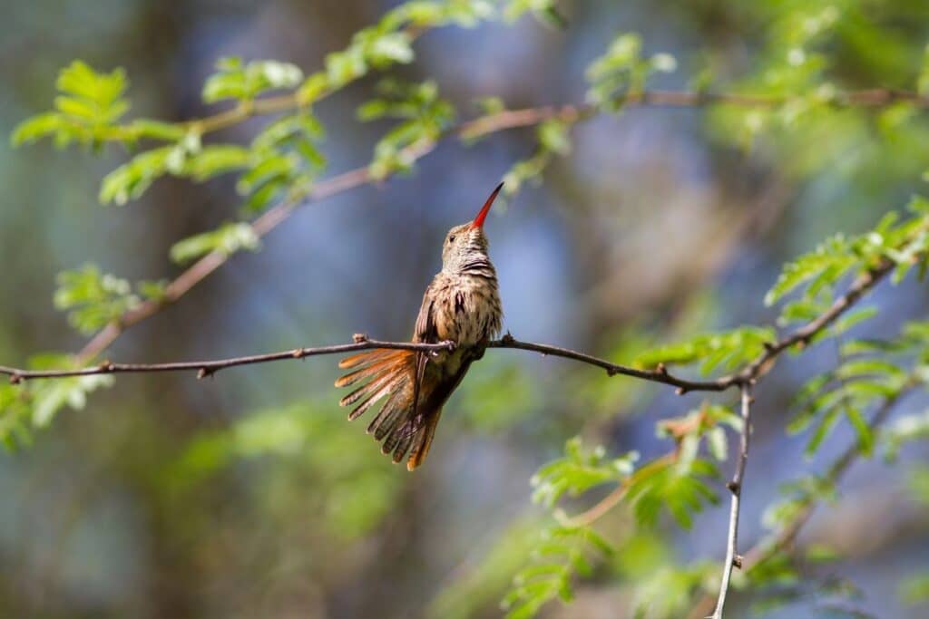 Buff bellied Hummingbird Estero Llano Grande State Park