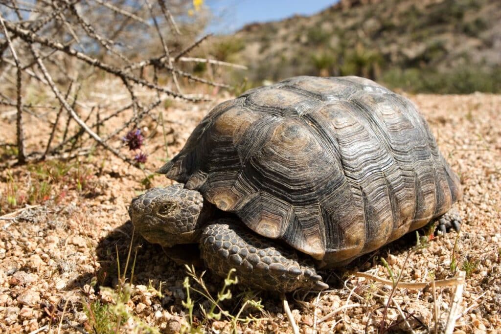 17 Death Valley Animals We've Encountered While Hiking! (With Photos)